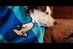 Video - Lustige Hunde