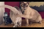 Video - Lustige Szenen mit Katzen