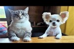 Video - Die lustigsten Tiere - Spaß mit Katzen und Hunden 2023 - LA 169