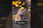 Video - Capybara: Das entspannteste Tier auf diesem Planeten