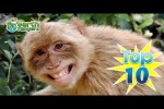 Video - Top 10: Smiling Animals