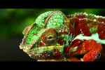 Video - Reptiles & Amphibians in 8K