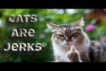 Video - Cats are jerks
