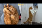 Video - Lustige Momente mit Katzen und Hunden