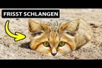 Video - 10 interessante Katzenfakten