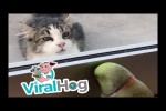 Video - Papagei spielt das Kuckuckspiel