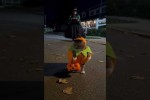 Video - Krbis-Katze