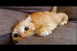 Video - Die lustigsten Tiere - Spaß mit Katzen und Hunden 2023 - LA 11