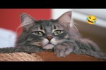 Video - die besten Katzen-Videos 2026 (0222)