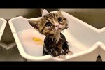 Video - Die lustigsten Tiere - Spaß mit Katzen und Hunden 2022 - LA 75