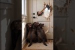 Video - Keine Horrorfilme