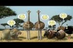 Video - Savanna version - Giraffe from Rollin Wild