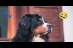 Video - Lustige Hunde