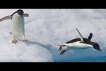 Video - Funny Penguin Video Compilation - Penguin fails
