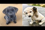 Video - Lustige Momente mit Tieren