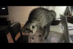 Video - Katzen erschrecken sich