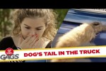 Video - Der Unfall mit dem Hunde-Schwanz
