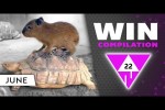 Video - WIN Compilation JUNE 2022 Edition - Best videos of the month May