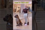 Der beste Bodyguard
