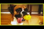 Video - Lustige Hunde-Videos