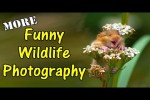 Video - Funny Wildlife Photography More Amazing Images