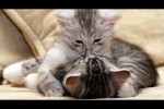 Video - Du bist mein Schatz - Zusammenstellung entzückender Katzen und Kätzchen für gute Laune