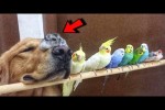 Video - Hund verliebt sich in kleinen Hamster und 8 Vögel, mit denen er als Welpe aufgewachsen ist