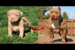 Video - Vom Welpen zum ausgewachsenen Hund