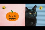 Video - Lustige Katzen