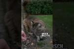 Video - Nicht die Ohren berhren