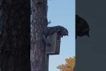 Video - Katze auf dem Vogelh�uschen