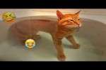 Video - Lustige Momente mit Hunden und Katzen