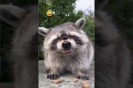 Video - Lustige und niedliche Tiervideos