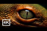 Video - Atemberaubende Aufnahmen
