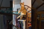 Video - Witzige Katzen