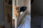 Video - Lustige Katzen