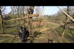 Video - Schimpanse schnappt sich die Drohne