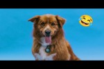 Video - Lustige Hunde