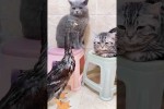Video - Katzen wehren sich
