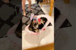 Video - Hund in Baby-Wippe