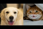 Video - Lustige Hunde und Katzen