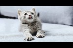 Video - Die lustigsten Tiere - Spaß mit Katzen und Hunden 2022 - 47
