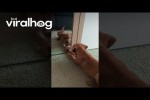 Video - Labrador-Welpe sieht sich im Spiegel