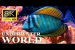 Video - Die Unterwasserwelt