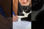 Typisch Katze