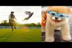 Video - Super Hunde in Zeitlupe