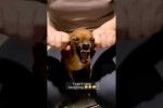 Video - Ein paar kurze lustige Szenen mit Tieren