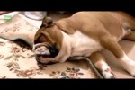 Video - Ultimate Bulldog Video Compilation 2014