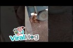 Video - Mensch und Hund erschrecken sich gegenseitig