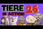 Video - Tiere in Action 26 - Lustige Katzen und Hunde